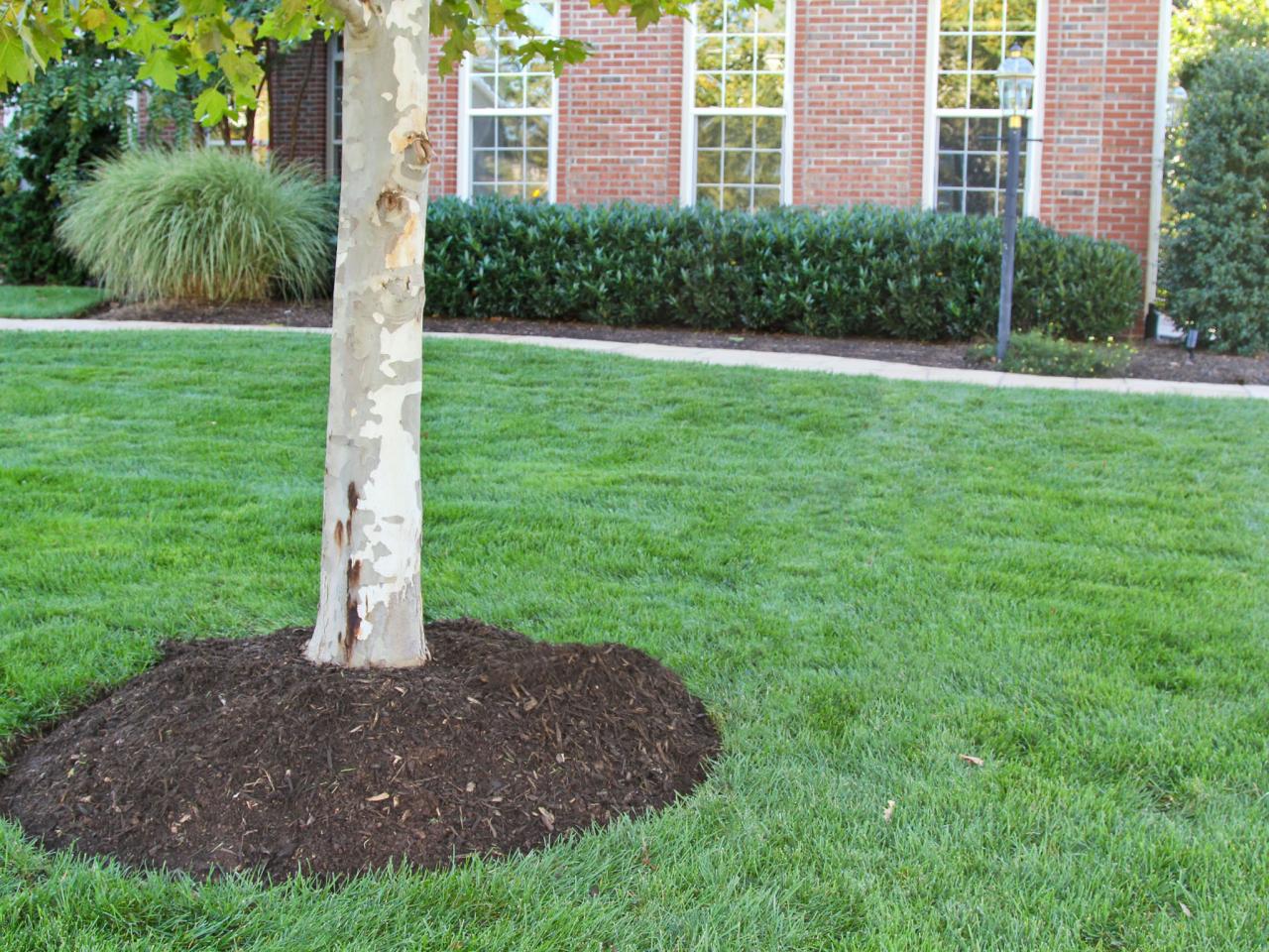 for shrubs and mulch trees