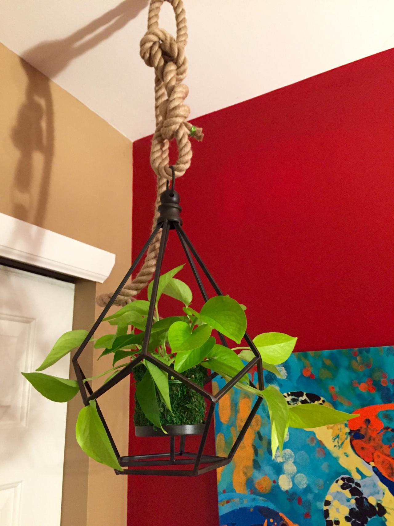 Indoor Hanging Plant HGTV