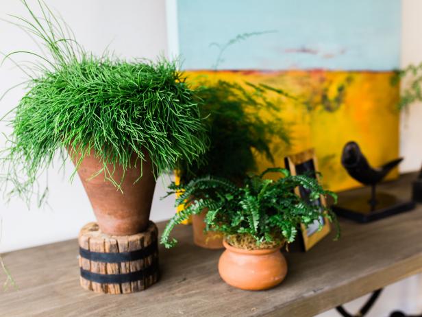 Indoor Plants in Planters Indoor Plants in Planters