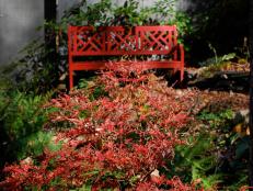 Fall Garden Design with Japanese Maple and Bench