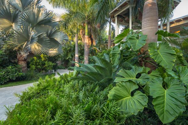 Palm Trees In Tropical Lanscape