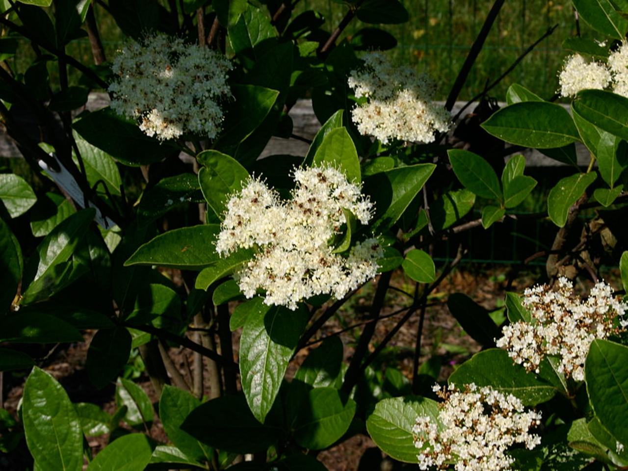 Viburnum Nudum DIY
