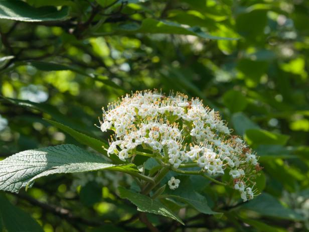 viburnum lantana flowers viburnum lantana flowers