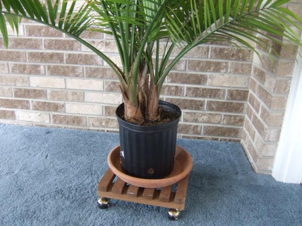 Plant Caddy Palm on plant caddy