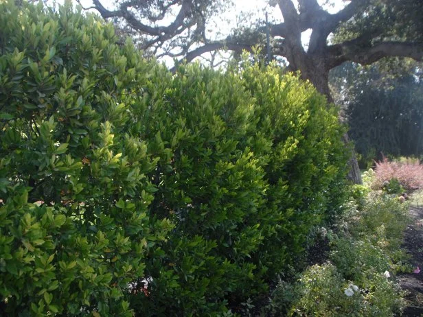 Monrovia Bright N Tight Carolina Laurel Prunus caroliniana