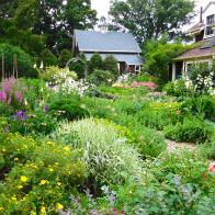 Flowers in bloom in a cottage garden