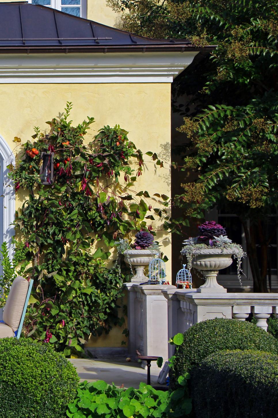 A Formal Espalier Grows on a Villa Wall A tree growing against a house
