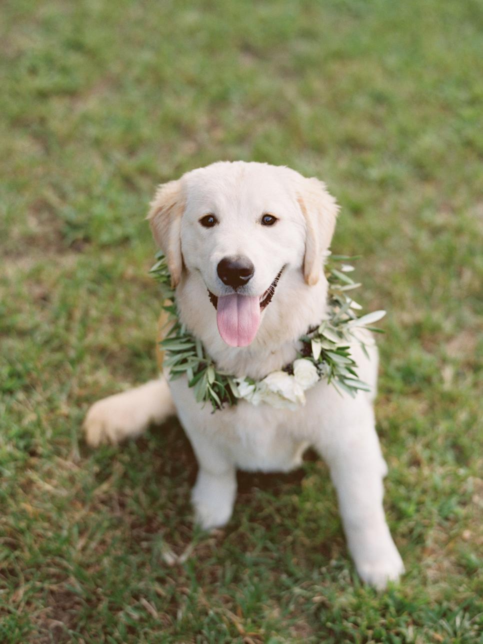 Involve Furry Friends on Your Wedding Day White Dog With Greenery and Flower Collar