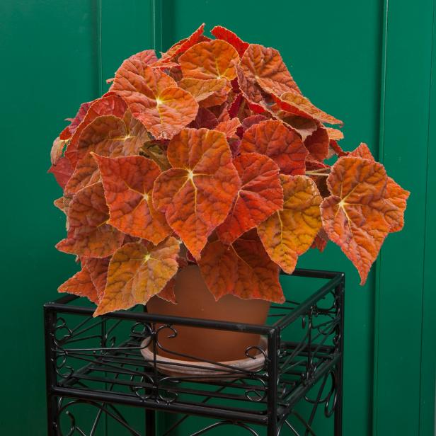 ‘Autumn Ember’ Begonia Hybrid ‘Autumn Ember’ Begonia Hybrid