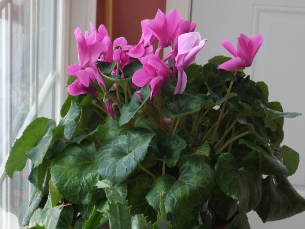 Cyclamen Plant in Flower