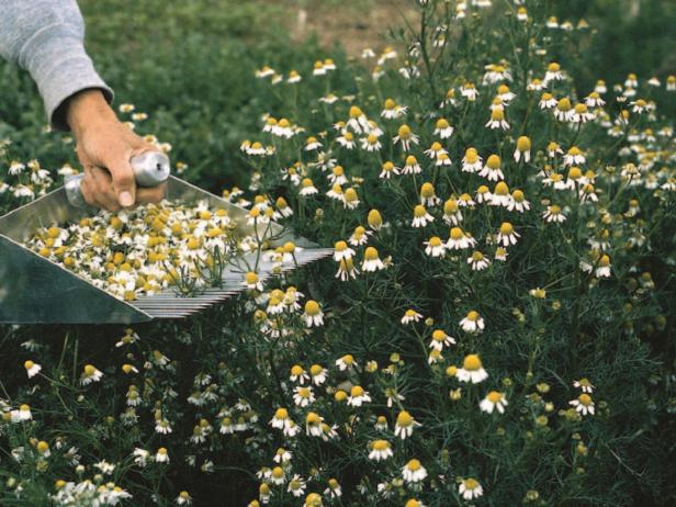Common Chamomile Common Chamomile