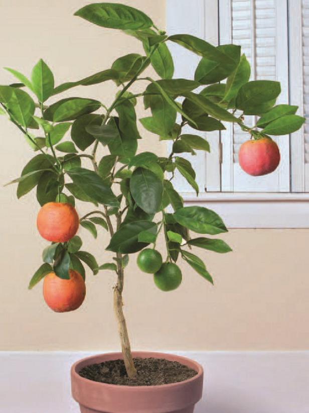 ‘Vaniglia Sanguigno’ Blood Orange ‘Vaniglia Sanguigno’ Blood Orange