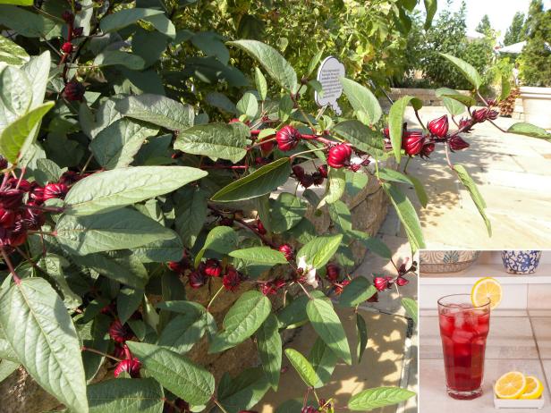 Roselle Jamaican Hibiscus Roselle Jamaican Hibiscus