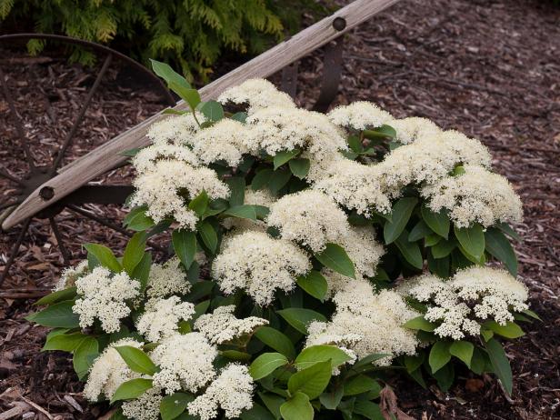 Lil’ Ditty Witherod Viburnum Lil’ Ditty Witherod Viburnum