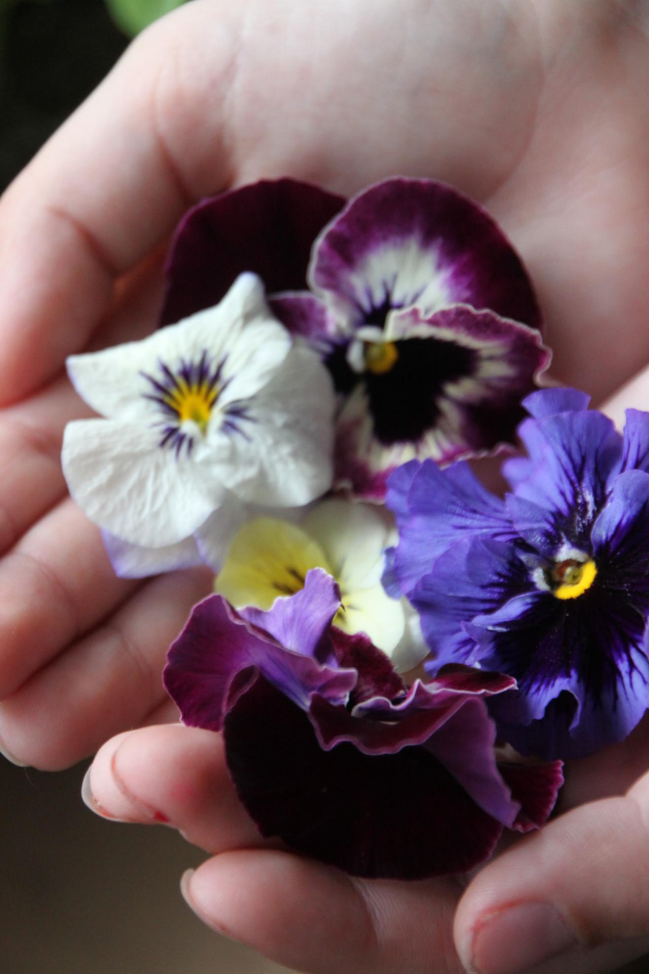 How to Dry and Press Flowers HGTV