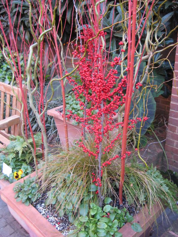 Red Winterberry Red Winterberry