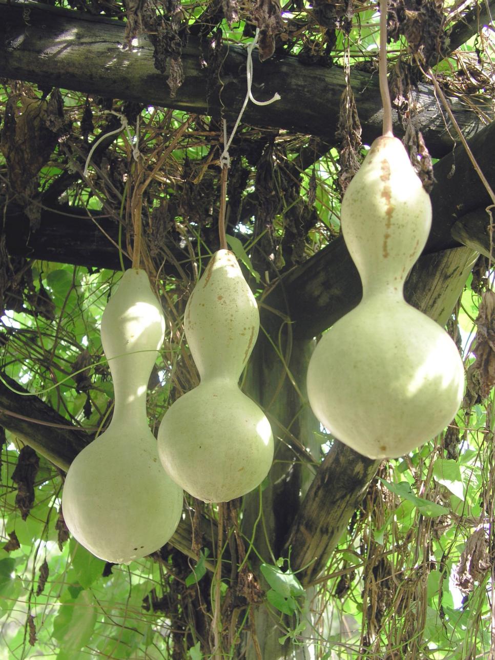 Gourds hanging gourds