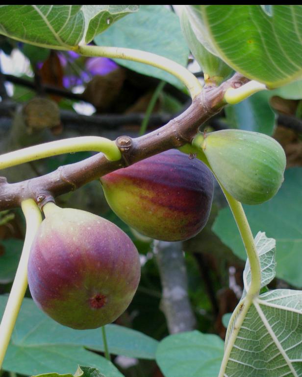 Fig Bush Fig Bush
