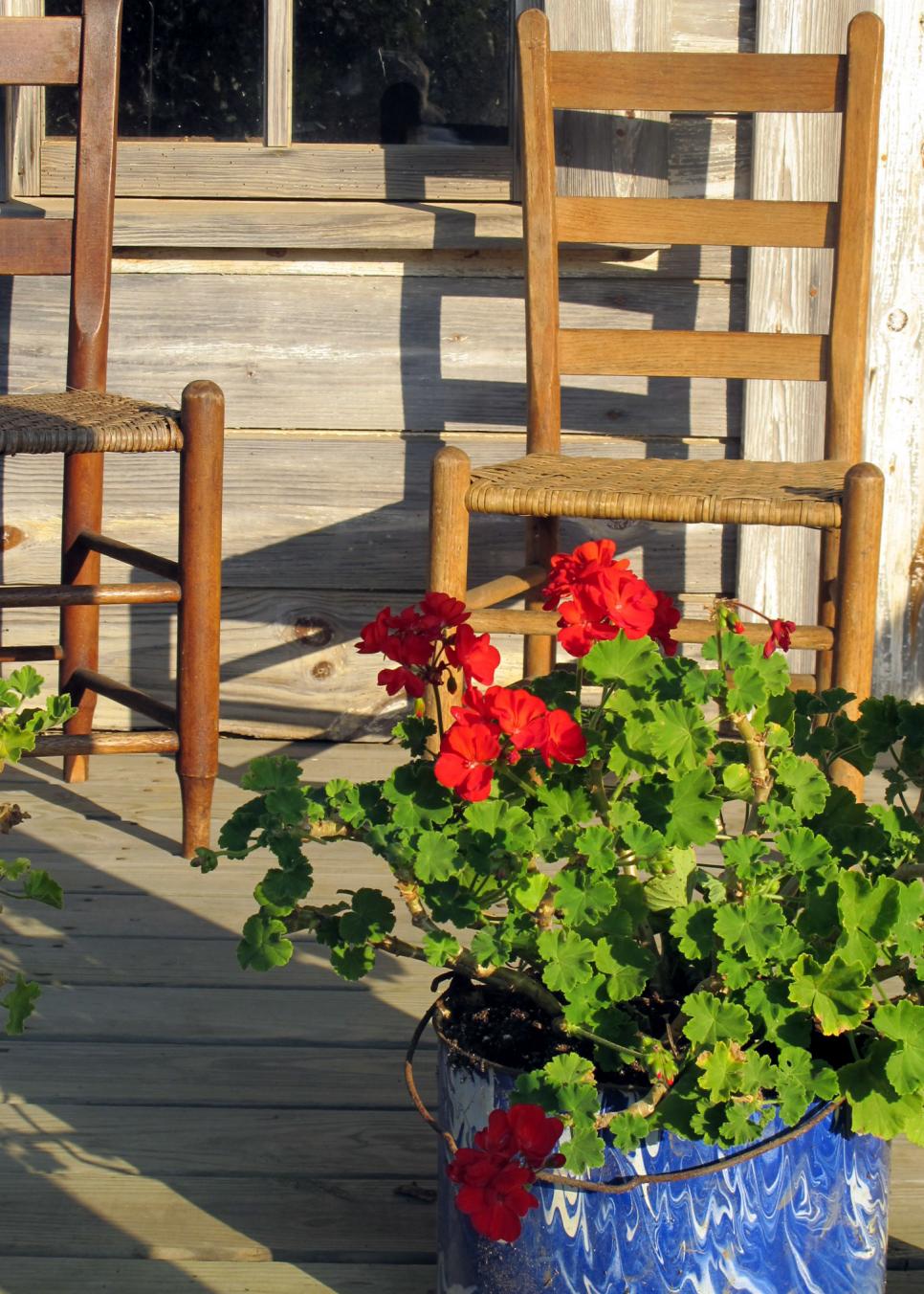 Red Geranium red geraniums