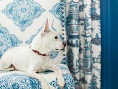 Dog on Blue-and-White Upholstered Chair