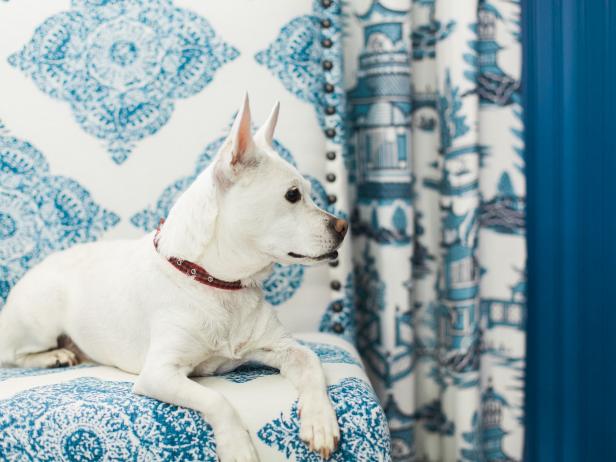 Fall Color Palettes Include Blue and White Dog on Blue-and-White Upholstered Chair
