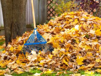 Golden yellow leaves from a maple tree have been swept into a pile with a blue rake.