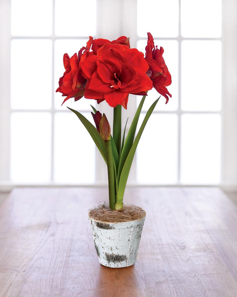 Give the gift of a gorgeous potted Cherry Nymph Amaryllis to brighten winter days. $28.31; Gardeners Supply Company