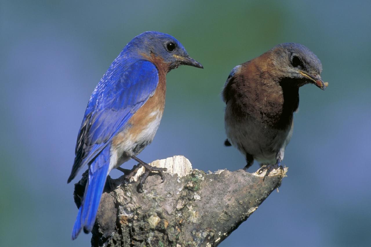 western-bluebird-house-plans-plougonver