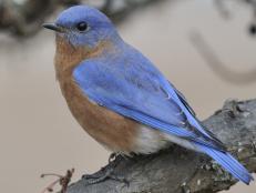 HGTV.com garden experts showcase how to welcome bluebirds to your yard, including tips on using bluebird houses and bluebird feeders.
