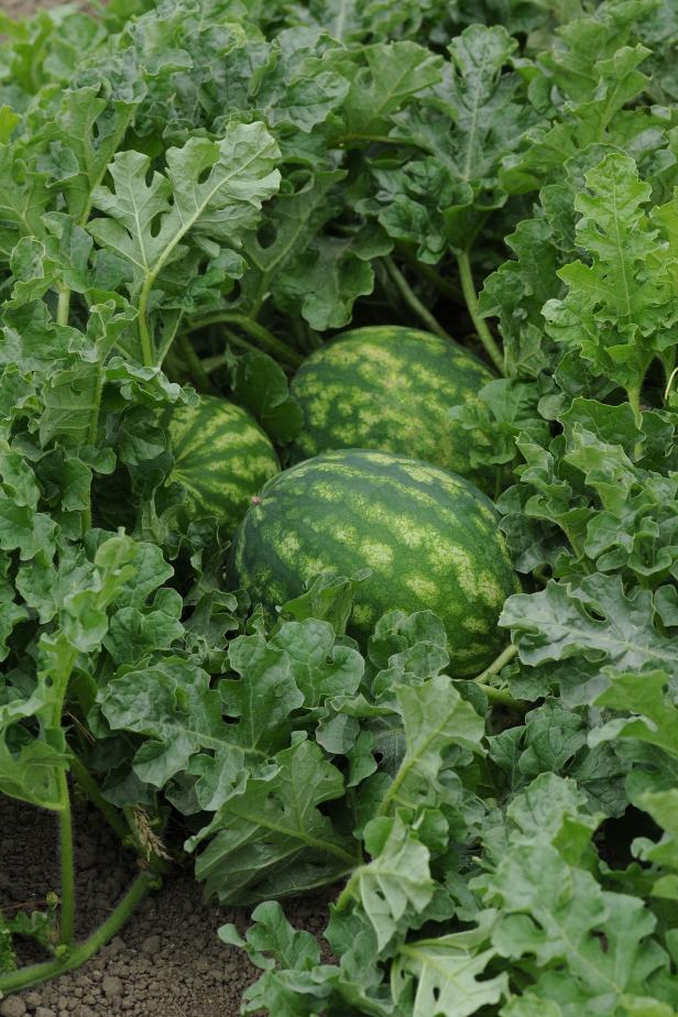 Watermelon Watermelon