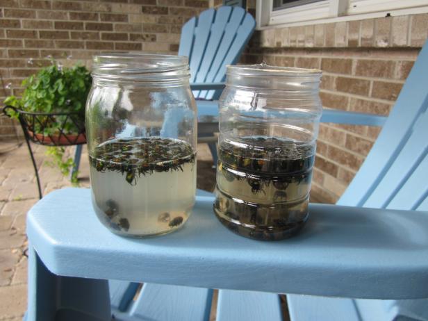 Containers of Japanese Beetles