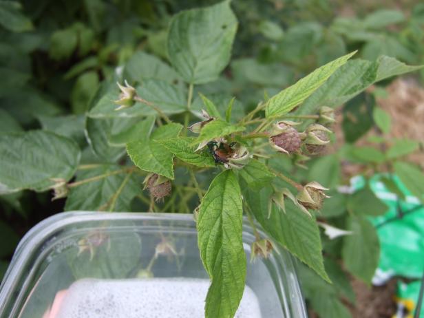 Knock Japanese Beetles Into Soapy Water