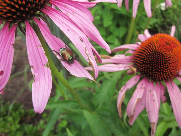 how to get rid of Japanese beetles on purple coneflower