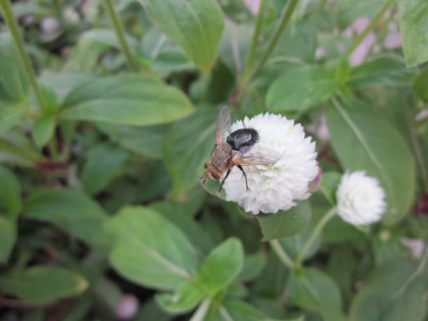 Beneficial Insect Tachinid Fly