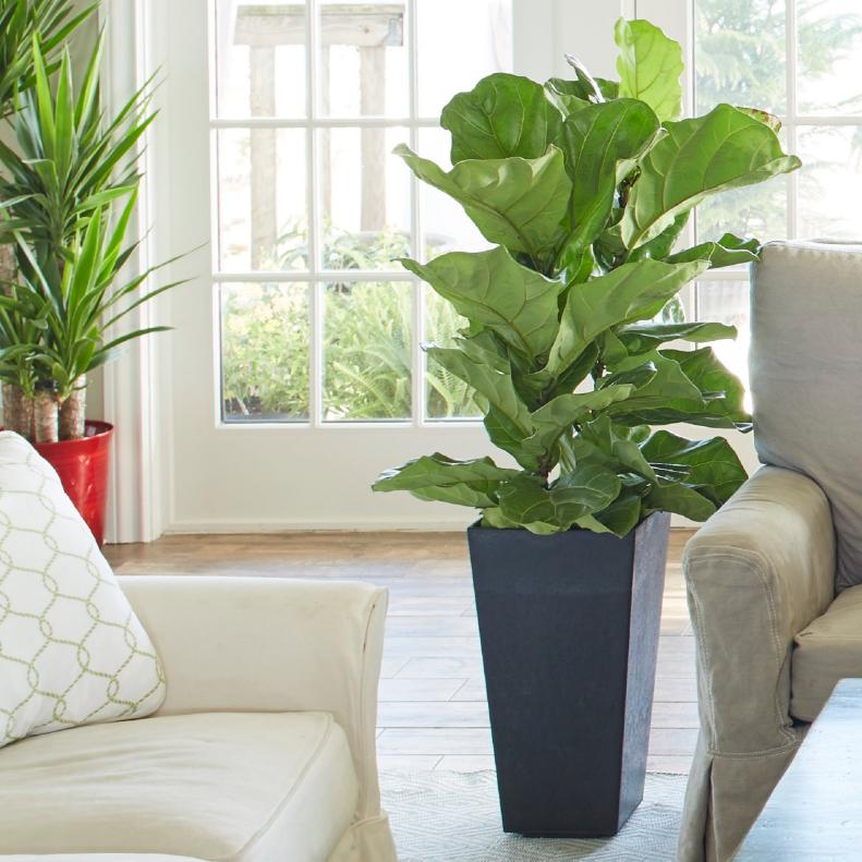 Houseplant Trees in Living Room