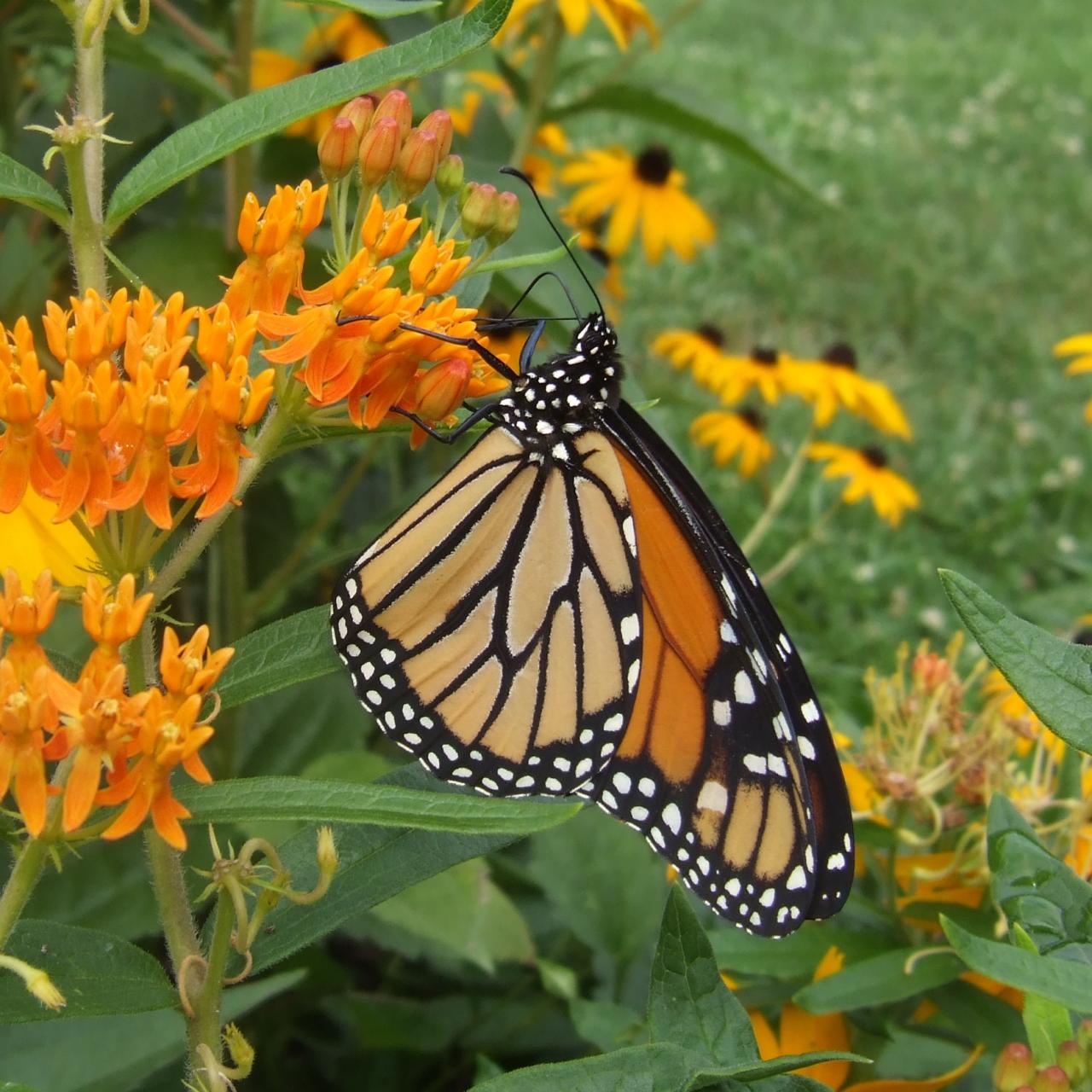 Butterfly Migration California