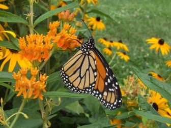 Butterfly Weed With Butterfly
