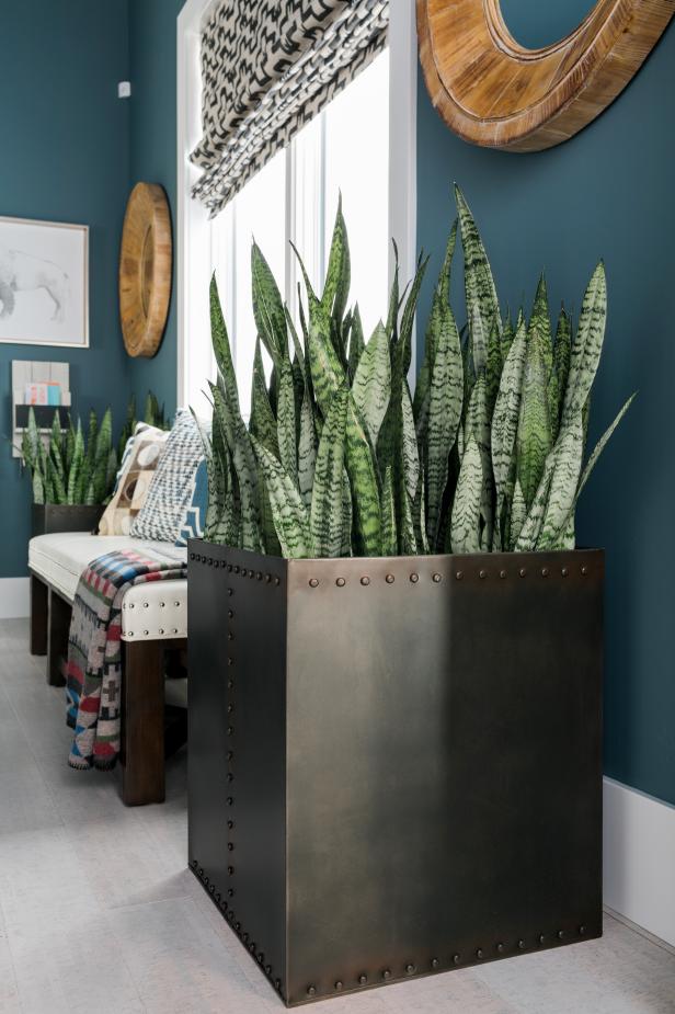 A pair of striking snake plants add texture and a touch nature to the mudroom. The contemporary style of the hardy snake plants fit the decor, and the plants also absorb toxins to help clean the air.