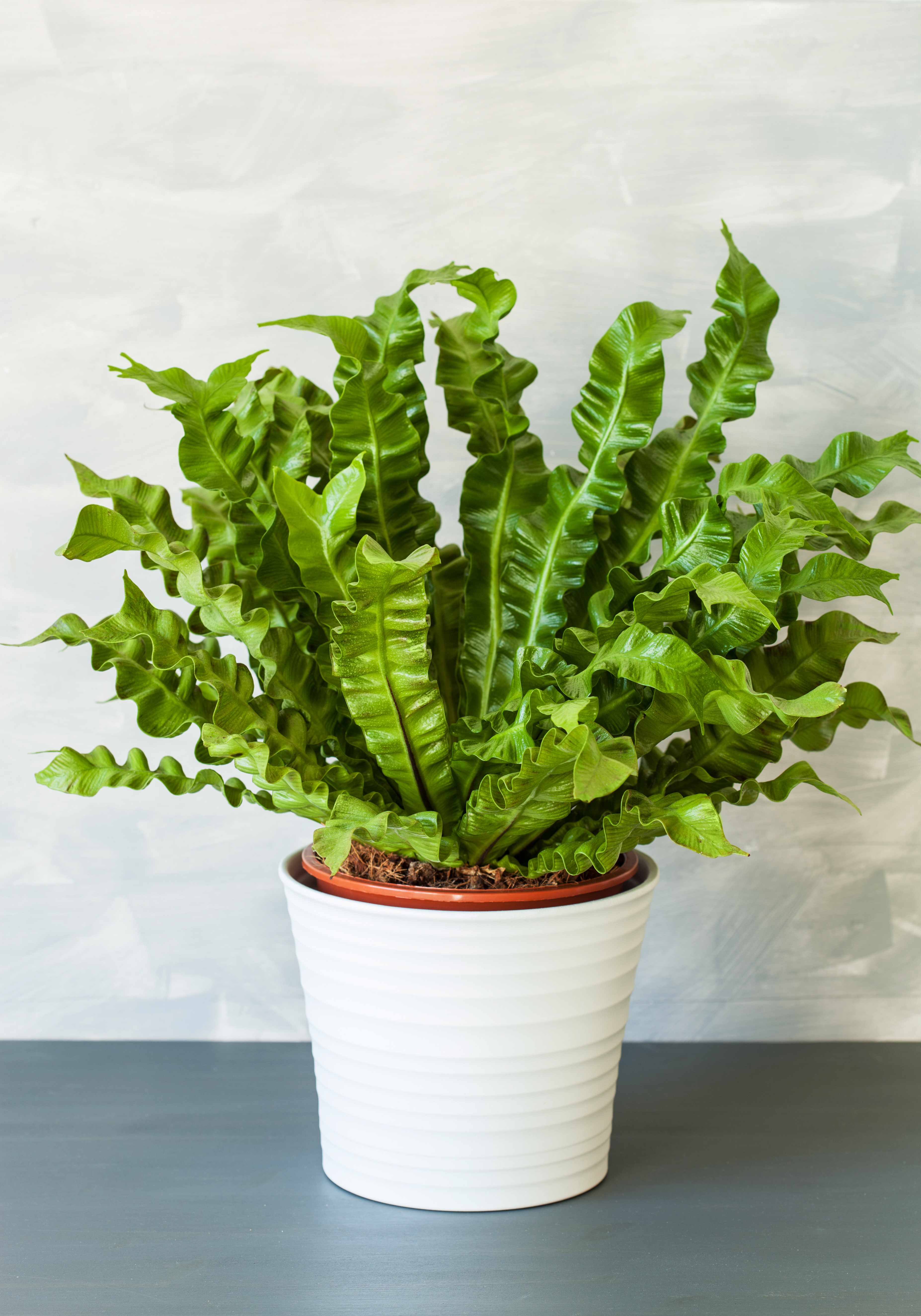 download free indoor plants for low light