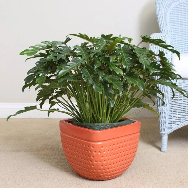 Easy To Grow Houseplant