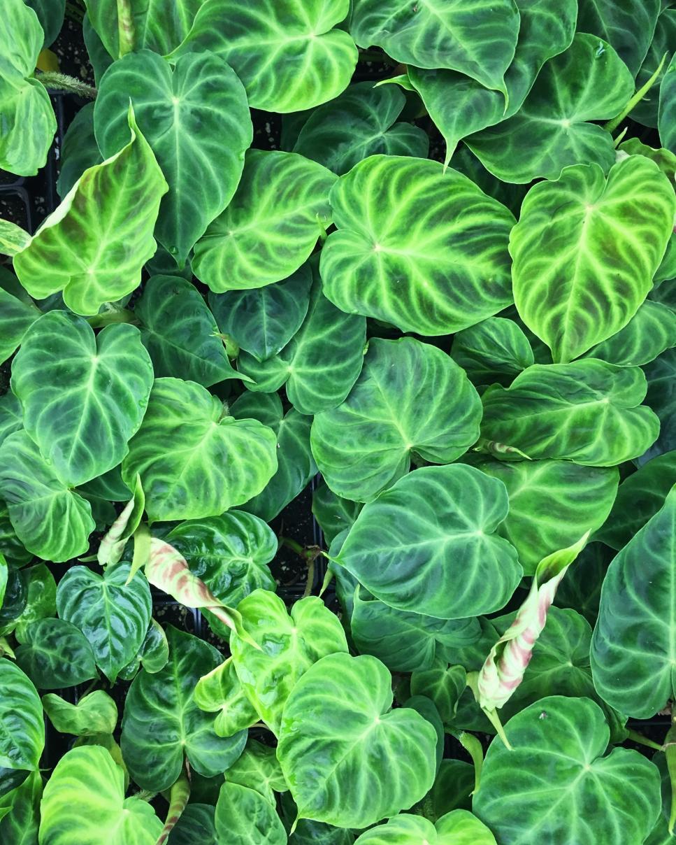 Ecuador Philodendron Houseplant Air Purifier