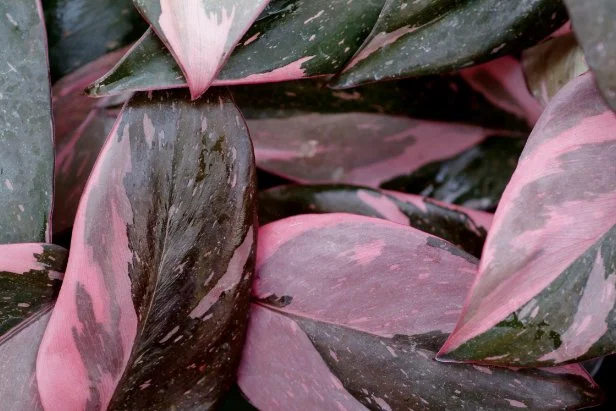 Pink Houseplant Air Purifier