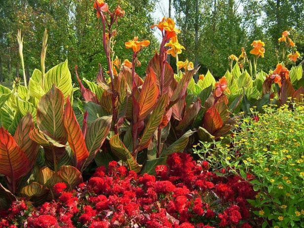 Annuals With Canna Lily