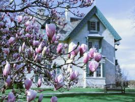 10 Gorgeous Flowering Trees for Spring