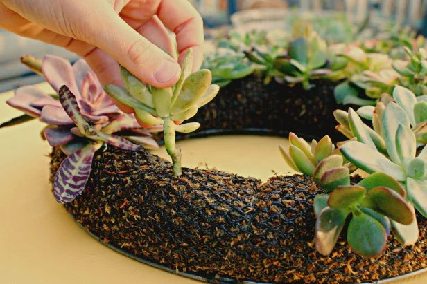 How To Make A Living Succulent Wreath Hgtv