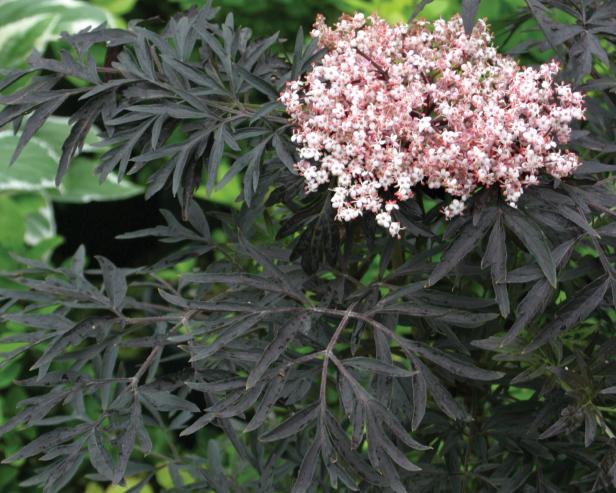 Black Lace Elderberry Bushes Black Lace Elderberry Bushes