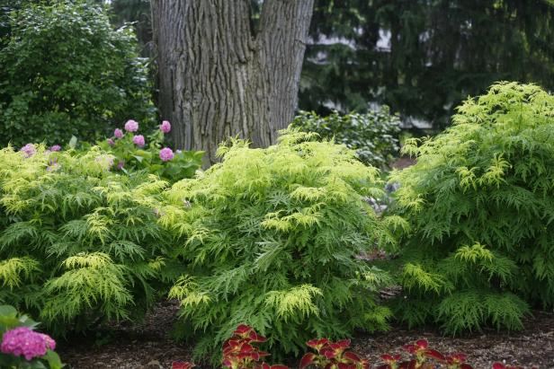 Lemony Lace Elderberry Bushes Lemony Lace Elderberry Bushes