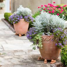 Clay Pots With Purple and Silver Plants