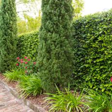 Hedge and Evergreen Trees