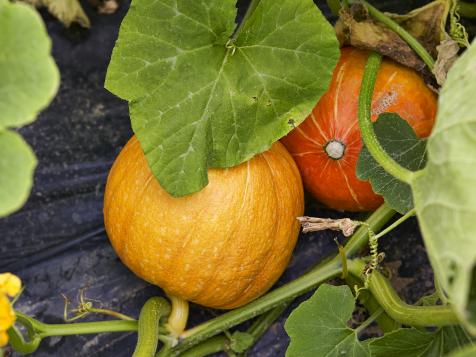 Growing Pumpkins in Containers